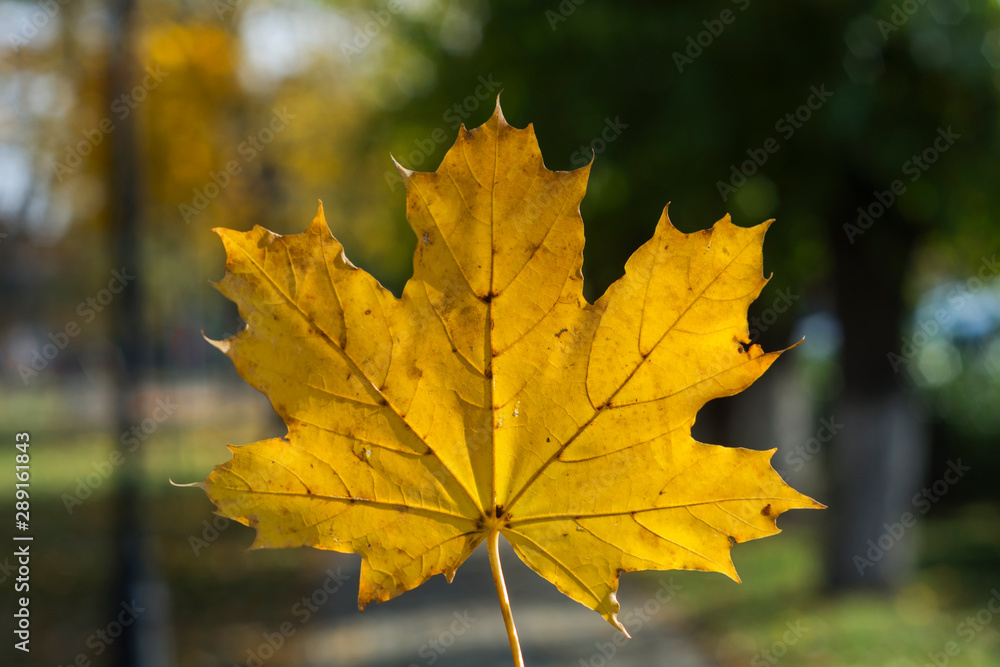 Leaf from october Leaf from october