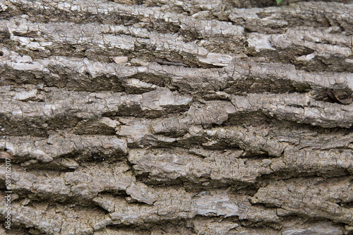 Fragment of the bark of an old tree