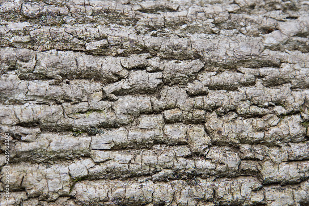 Fragment of tree bark Fragment of tree bark