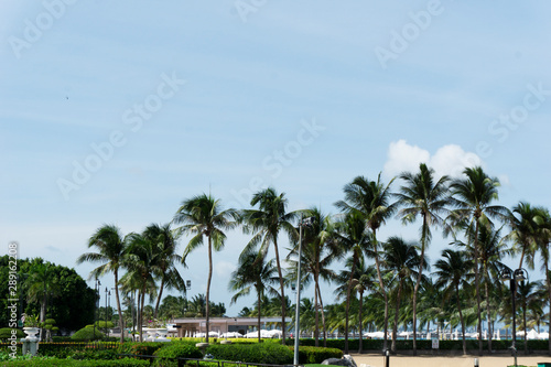 Palm trees by the beach with clear blue sky and ocean view.