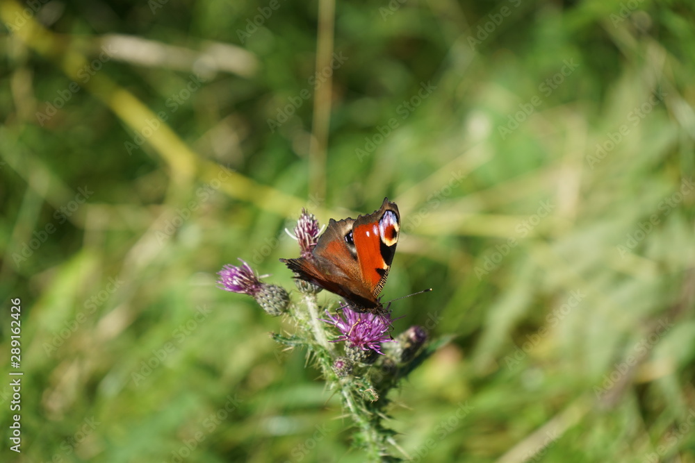 Red and black Butterfly Red and black Butterfly