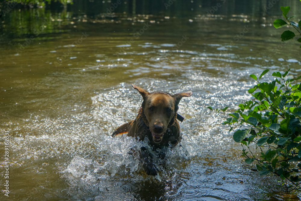 Happyness of a brown labrador dog playing in the fresh water