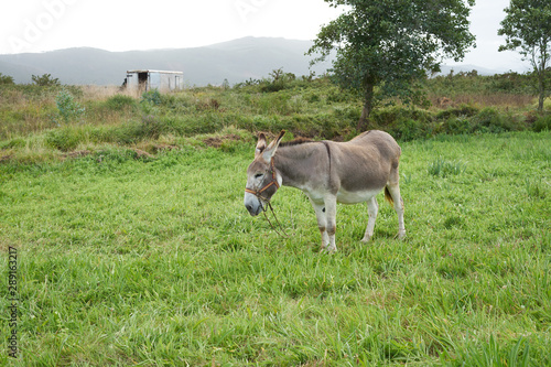 Donkey on a grass field