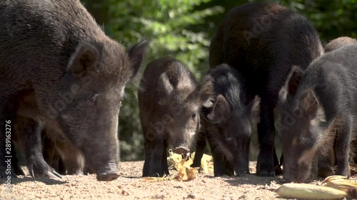 CHERNOBYL, UKRAINE -  September 03, 2019:  A herd of wild boars eat in the forest.