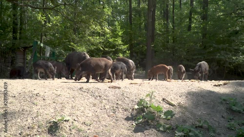 CHERNOBYL, UKRAINE -  September 03, 2019:  A herd of wild boars eat in the forest.