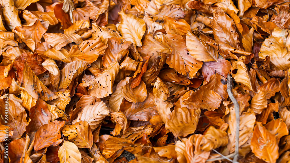 Close up of dried beech tree leaves, top view of autumn dried leaves texture Close up of dried beech tree leaves, top view of autumn dried leaves texture