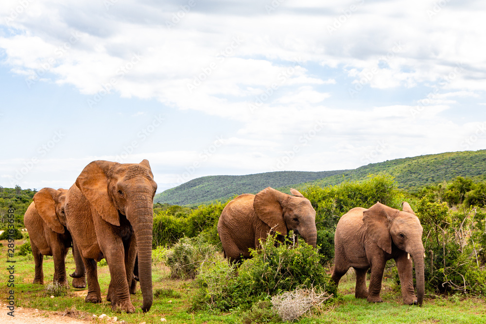 Fototapeta premium Elephant