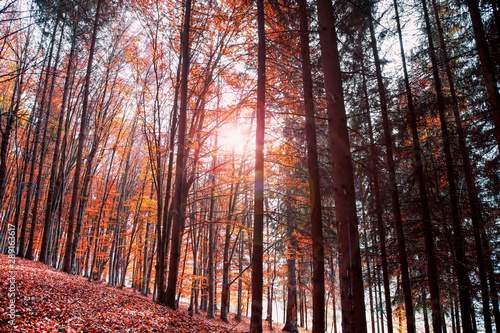 Autumn forest , beautiful scenic fall landscape in the beech forest with dried leaves