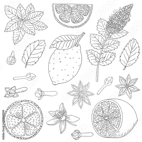 Tea collection. Vector hand drawn illustration of different ingredients for a nice tea drinking. Herbs, spices and fruits on a white background