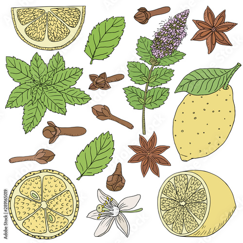 Tea collection. Vector hand drawn illustration of different ingredients for a nice tea drinking. Herbs, spices and fruits on a white background