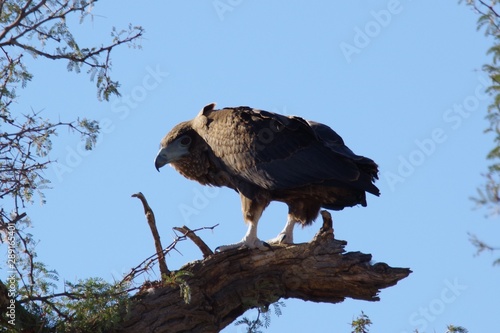 Photos Aigle Ravisseur Transfrontière Parc Afrique du Sud