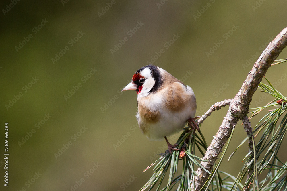 Fototapeta premium bird on a branch