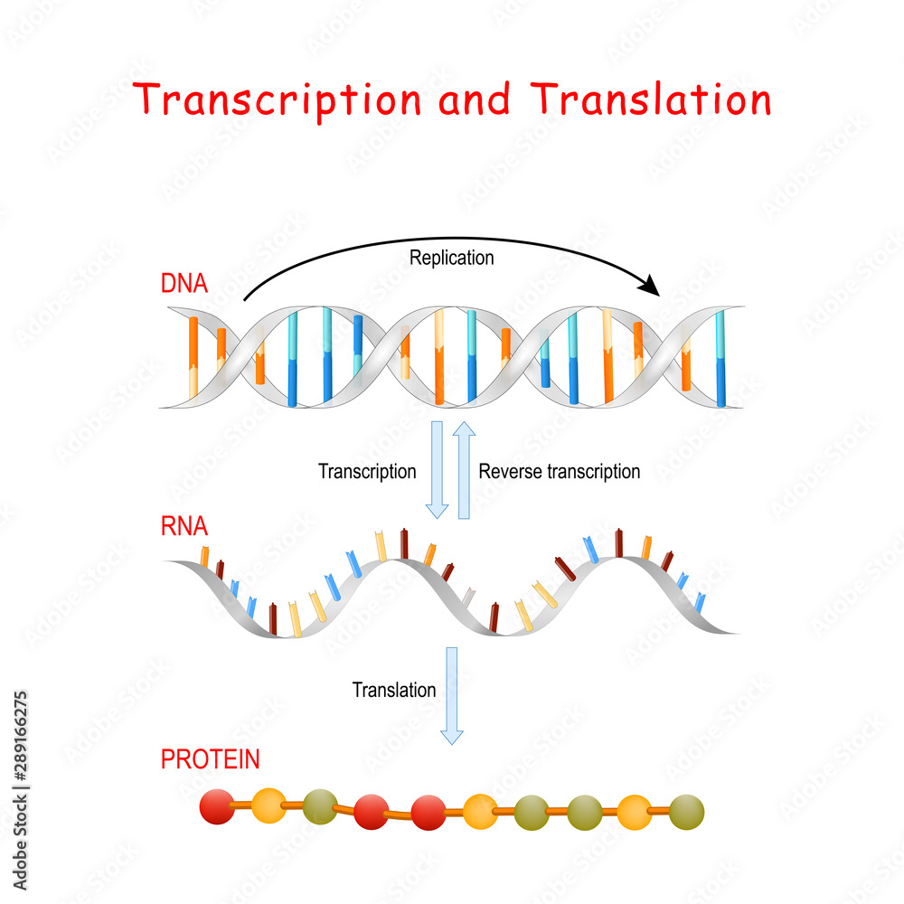 DNA Replication Protein Synthesis Transcription And Translation