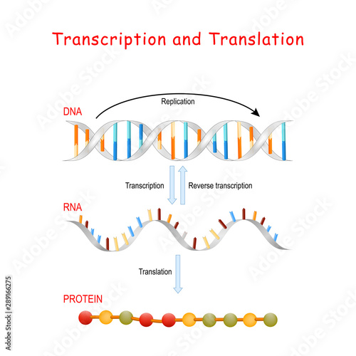 DNA Replication, Protein synthesis, Transcription and translation.
