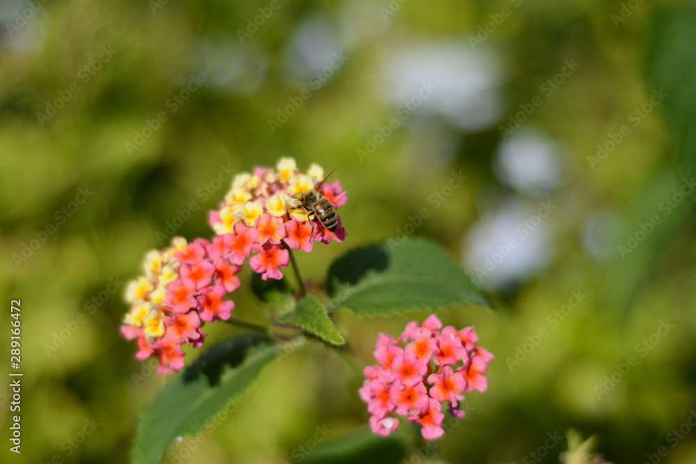 Pink lantana camara flowers on a blurry green background Pink lantana camara flowers on a blurry green background