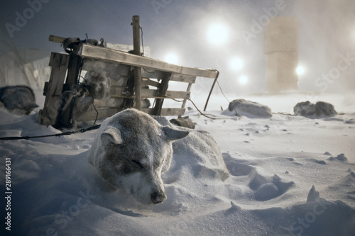 Sled dogs rest in the snow. Next to the dog team lies the traditional Chukchi sled. After the finish of the dogsled race. Cold snowy weather, purga. Anadyr, Chukotka, Siberia, Far East Russia. Arctic.