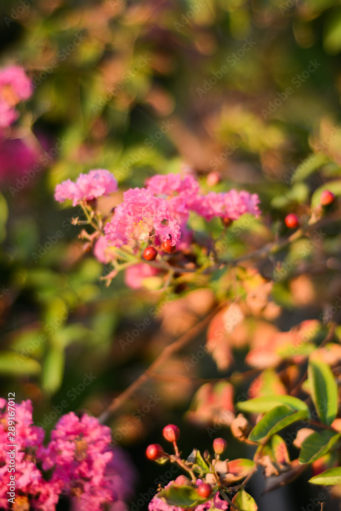 Pink flowers and fruits of lagerstroemia indica on a blurred background Pink flowers and fruits of lagerstroemia indica on a blurred background
