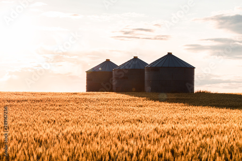 Quonset huts in a beautiful wheat field, at sunset, in central Alberta, Canada. Scenic view.