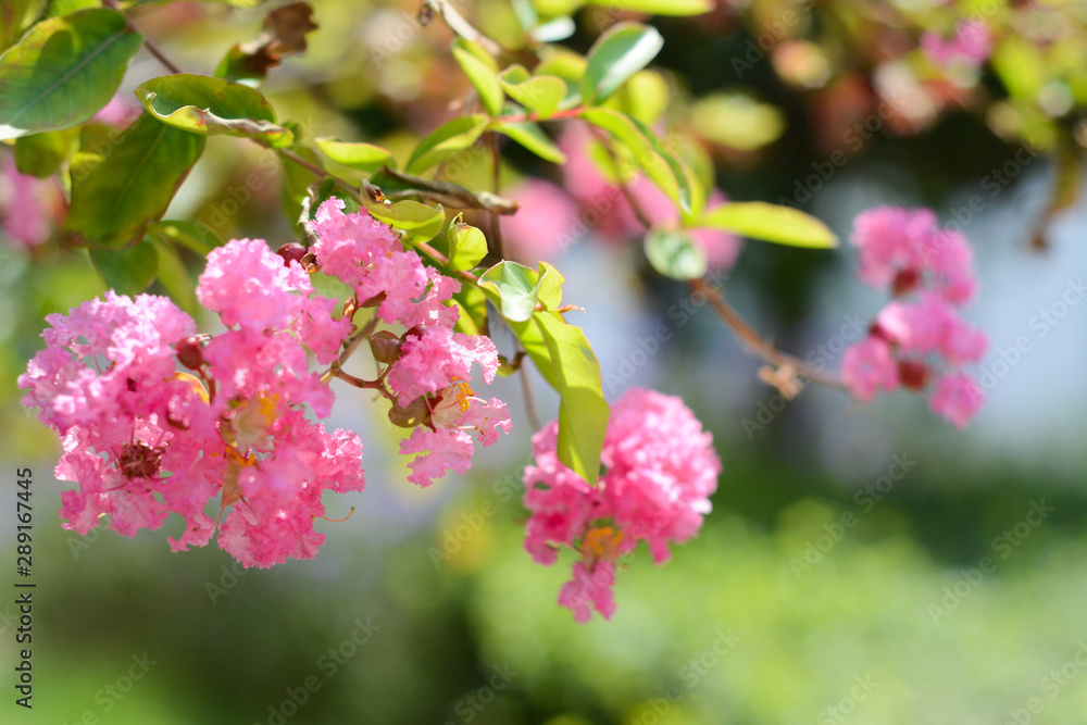 Pink lagerstroemia indica flowers on a tree on a blurry green background Pink lagerstroemia indica flowers on a tree on a blurry green background