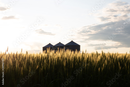 Quonset huts in a beautiful wheat field, at sunset, in central Alberta, Canada. Scenic view.