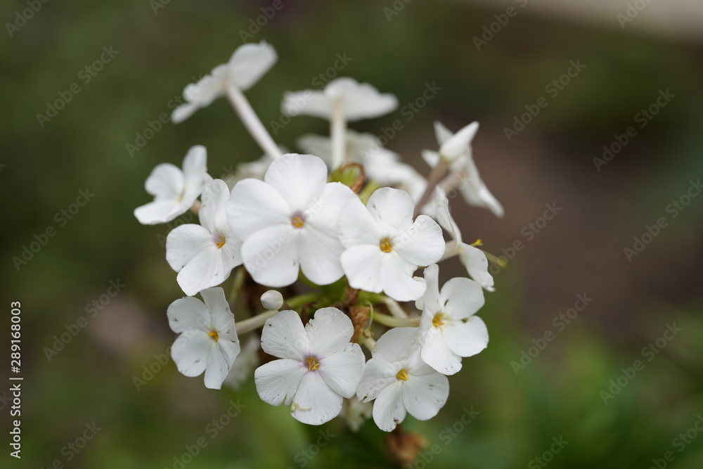 Fototapeta premium Together