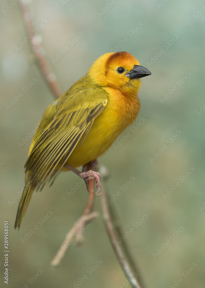 Taveta Golden Weaver (Ploceus castaneiceps) perched on tree branch Taveta Golden Weaver (Ploceus castaneiceps) perched on tree branch