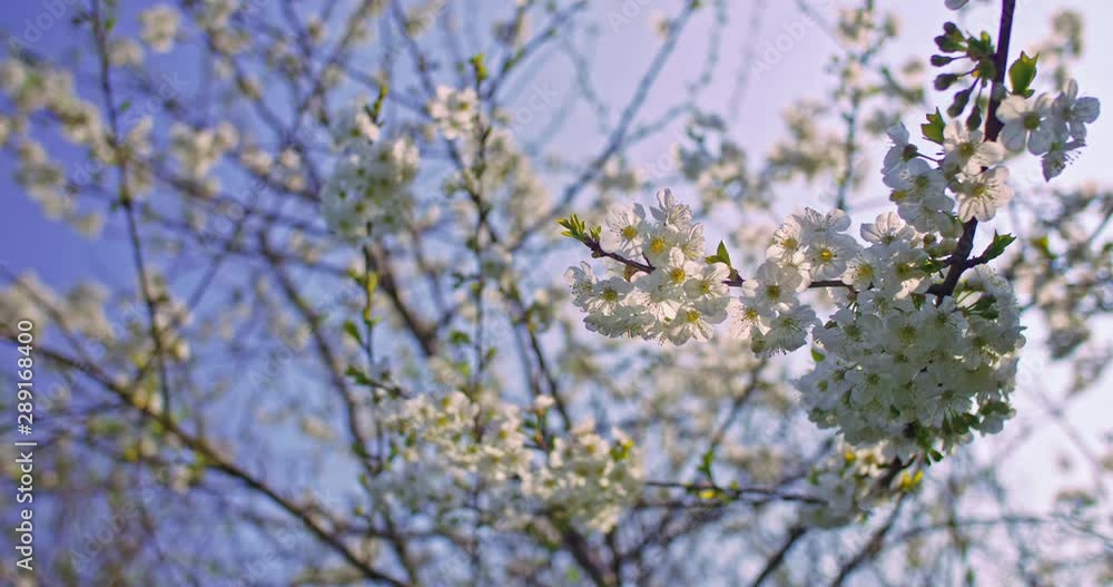 arbre cerisier en fleur. Fleurs blanches dans un environnement de campagne et de nature. prise de vue faible ouverture avec une faible profondeur de champs. Vidéo inspirante arbre cerisier en fleur. Fleurs blanches dans un environnement de campagne et de nature. prise de vue faible ouverture avec une faible profondeur de champs. Vidéo inspirante