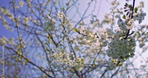 arbre cerisier en fleur. Fleurs blanches dans un environnement de campagne et de nature. prise de vue faible ouverture avec une faible profondeur de champs. Vidéo inspirante photo