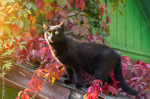 Leinwand Poster Black Bombay cat in autumn colorful leaves