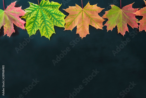 Frame of beautiful multicolored maple leaves on the black background