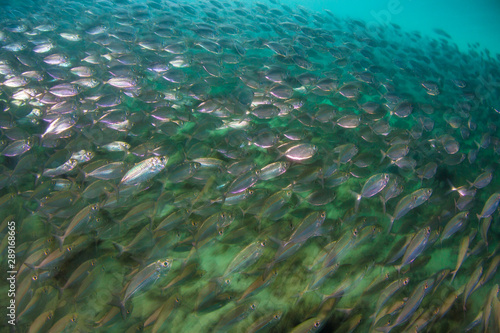 A large school of Yellow-striped scad cruises over a sandy seafloor amid the islands of Raja Ampat  Indonesia. This equatorial region is possibly the center for marine biodiversity.