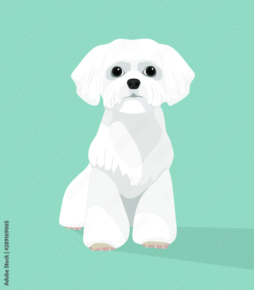 Cute white dog, flat design. Vector illustration. Cute white dog, flat design. Vector illustration.