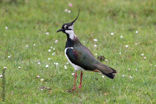 bird in the grass