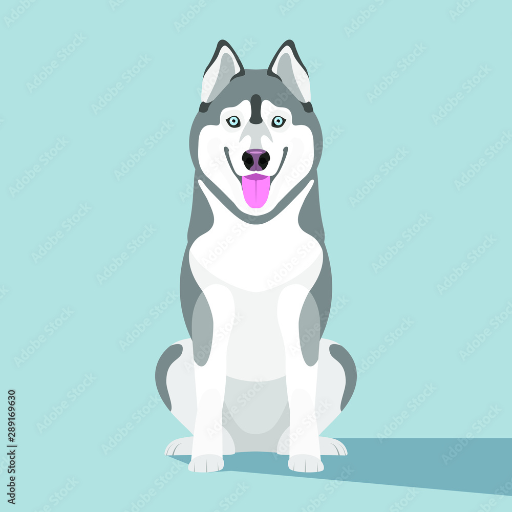 Husky, the cute dog sits, the northern breed of dogs. Flat design. Vector.  Stock Vector