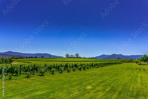Vineyards of Beautiful Yarra Valley—an Australian wine region and an important destination for enotourism, located east of Melbourne, Victoria, Australia. photo