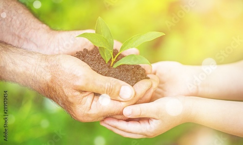 Green plant in human hands on blurred background © BillionPhotos.com