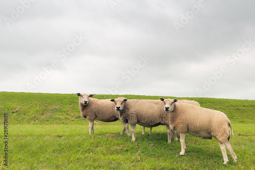 Three curiously looking sheep © Ruud Morijn