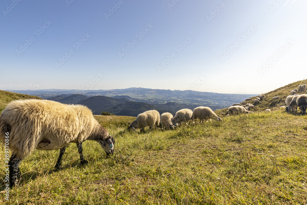 Fototapeta premium Troupeau de moutons broutants sur le Puy-de-Dôme en Auvergne