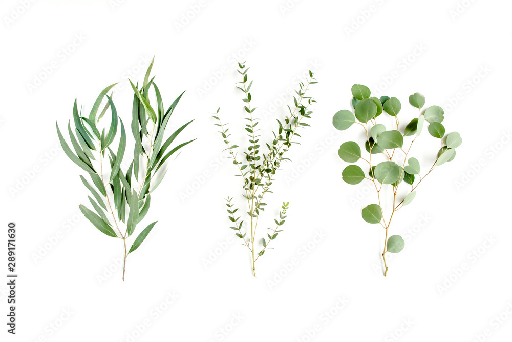 Mix of herbs green branches, leaves eucalyptus and plants collection on white background. flat lay, top view Mix of herbs green branches, leaves eucalyptus and plants collection on white background. flat lay, top view