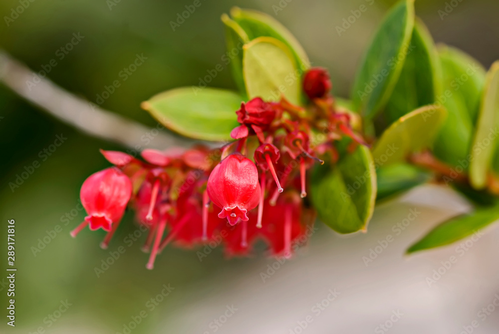 Obraz premium Huckleberry photographed in Guarapari, Espirito Santo. Southeast of Brazil. Atlantic Forest Biome. Picture made in 2008.