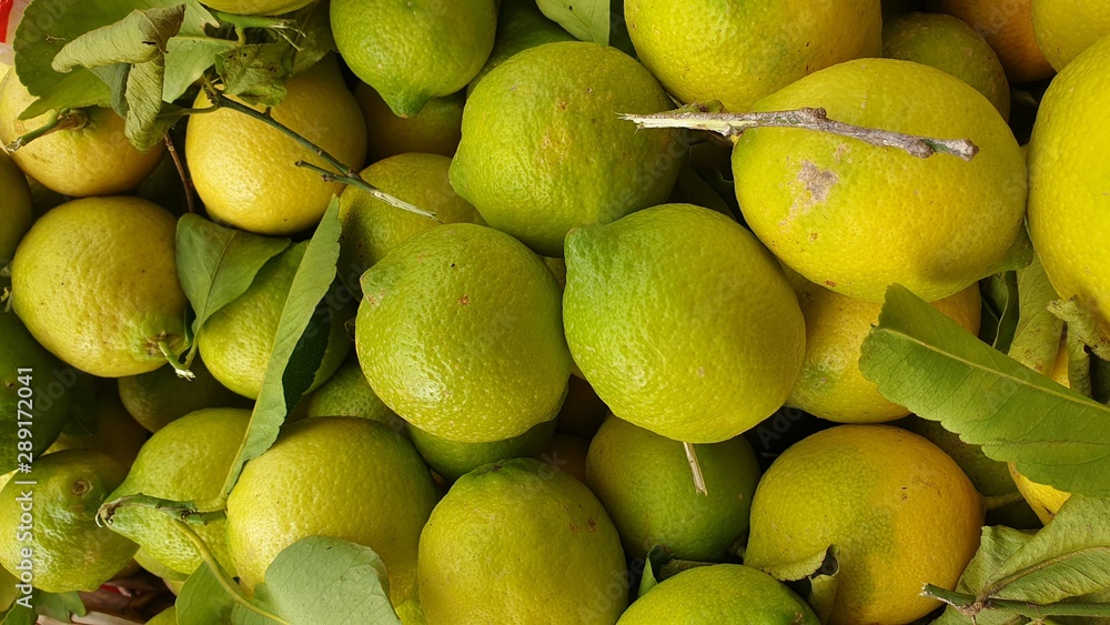 Freshly collected healthy yellow and green lemons