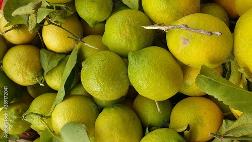 Freshly collected healthy yellow and green lemons