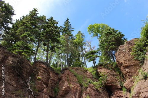 Trees on top of a rock wall