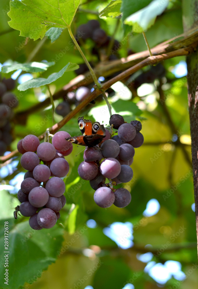 Butterfly sitting on a bunch of red grapes on a sunny autumn day