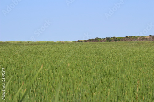 Wide field of reeds with blue sky