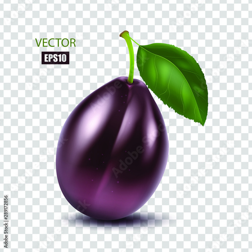 Fresh plum with a leaf isolated on transparent background. Fruit, healthy food, dessert. 3D effect. Vector illustration. EPS10