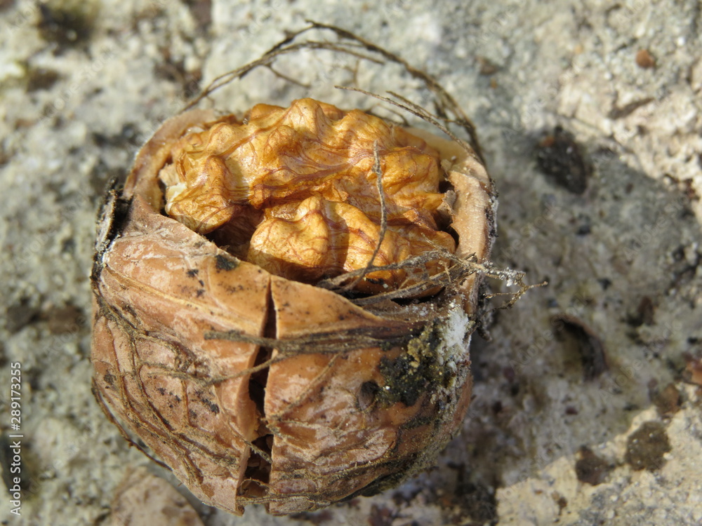 Broken walnut