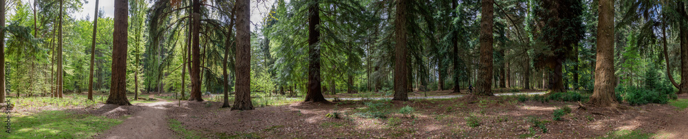 Fototapeta premium New Forest woodland in Hampshire England