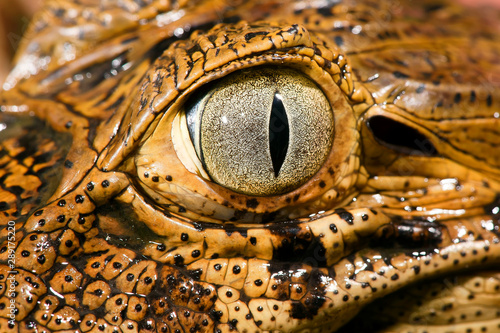 Broad snouted caiman photographed in Conceicao da Barra, Espirito Santo. Southeast of Brazil. Atlantic Forest Biome. Picture made in 2011. photo