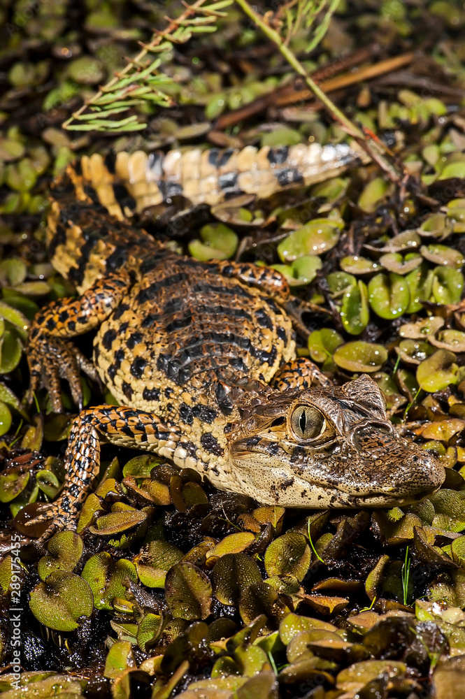 Obraz premium Broad snouted caiman photographed in Conceicao da Barra, Espirito Santo. Southeast of Brazil. Atlantic Forest Biome. Picture made in 2011.